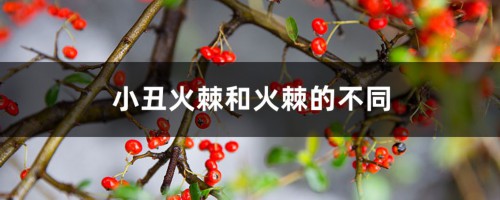 小丑火棘和火棘的不同