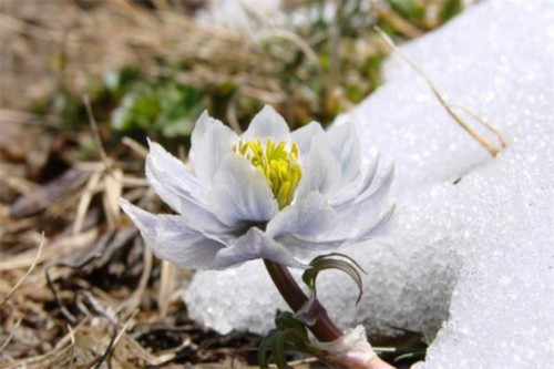 雪莲花图片欣赏