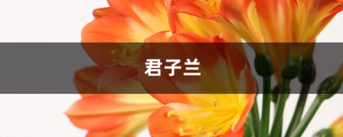 咔嚓1刀，绿萝君子兰…1盆变10盆，3个月就开花！