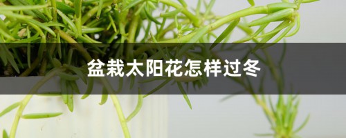 盆栽太阳花怎样过冬，秋季几天浇次水