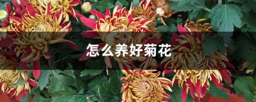 怎么养好菊花，应该注意什么