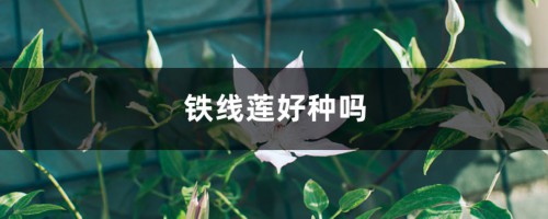 铁线莲好种吗