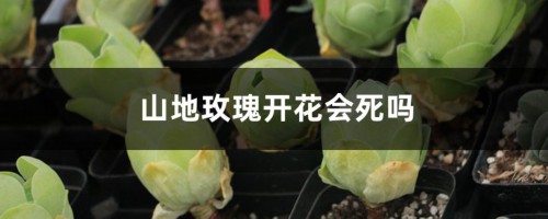 山地玫瑰开花会死吗