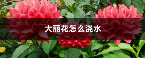 大丽花怎么浇水