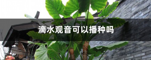 滴水观音可以播种吗