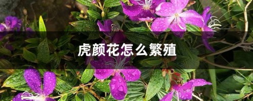 虎颜花怎么繁殖