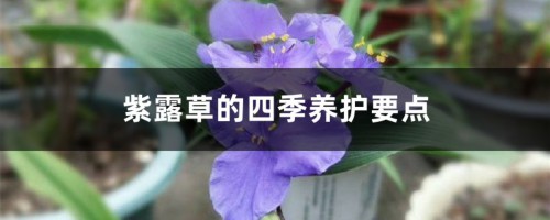 紫露草的四季养护要点