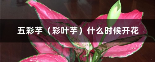 五彩芋(彩叶芋)什么时候开花